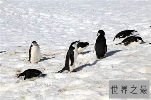 【图】企鹅肉可能吃吗 食用珍稀动物企鹅属于违法