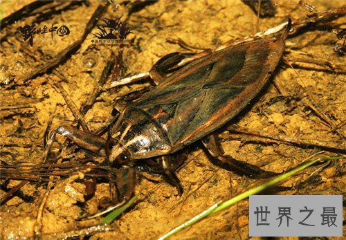 【图】田鳖可能食用吗 原来它生存在浅水是由于这个