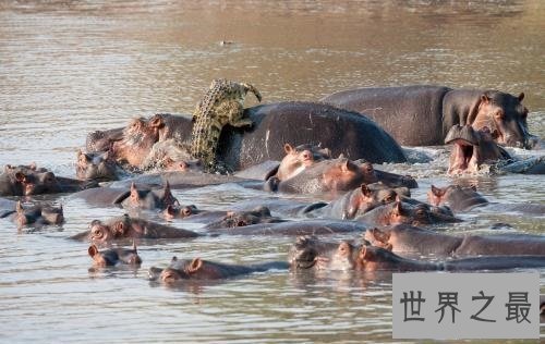 【图】鳄鱼为什么不吃河马这是个值得钻研的成绩