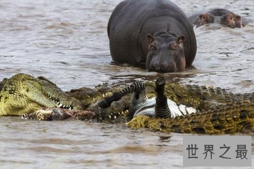 【图】鳄鱼为什么不吃河马这是个值得钻研的成绩