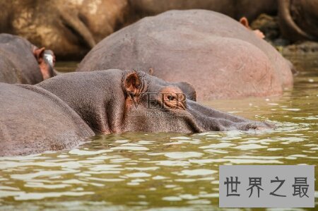 【图】河马的天敌到底是谁 它凶猛吗