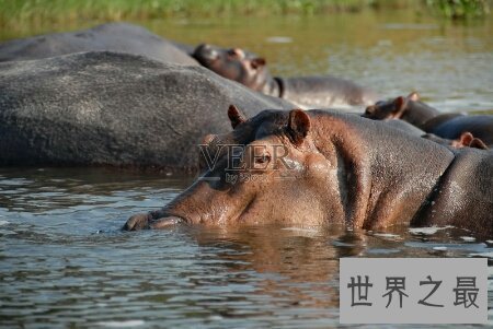 【图】河马的天敌到底是谁 它凶猛吗