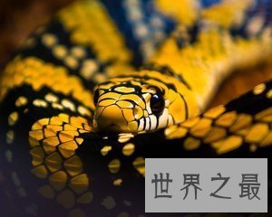 【图】世界上最长寿命的动物不是乌龟而是蛇 蛇的寿命