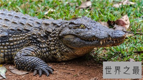 【图】狗鳄领有快速奔跑才能 能一口咬死剑齿虎