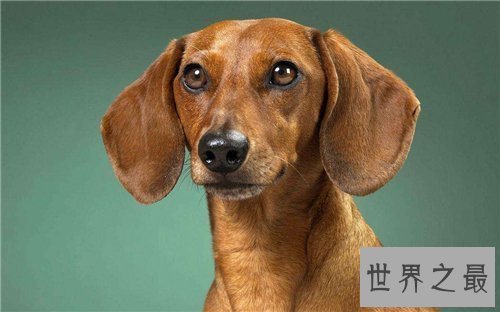 【图】世界名狗都有哪些 著名的忠犬八公感动众人