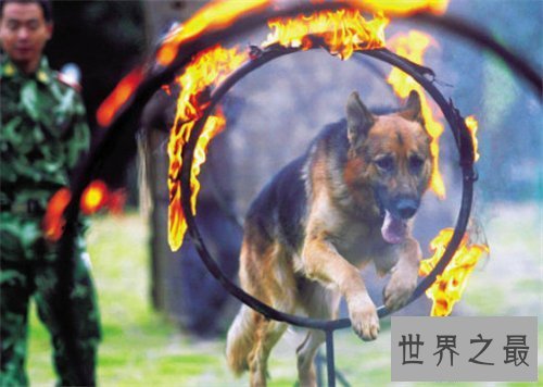 【图】世界名狗都有哪些 著名的忠犬八公感动众人