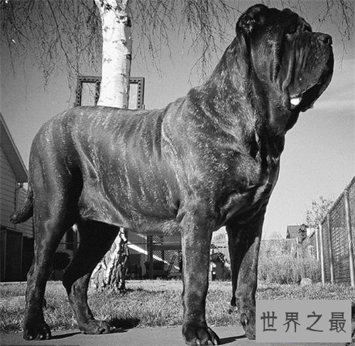 【图】世界名狗都有哪些 著名的忠犬八公感动众人