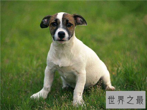 【图】世界名狗都有哪些 著名的忠犬八公感动众人