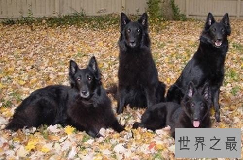 【图】世界名狗都有哪些 著名的忠犬八公感动众人