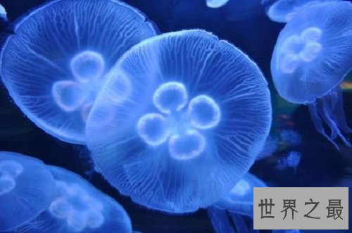 【图】海月水母是水母的一种 它的生存外形和习性