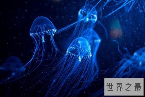 【图】海月水母是水母的一种 它的生存外形和习性