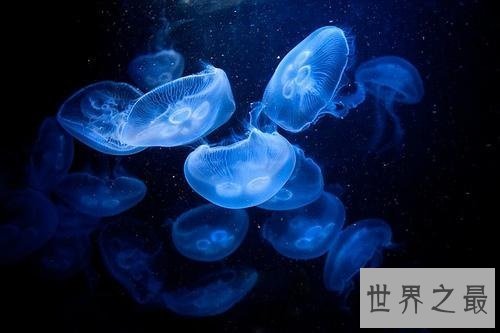 【图】海月水母是水母的一种 它的生存外形和习性