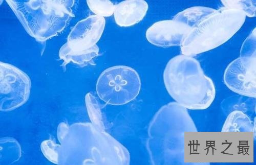 【图】海月水母是水母的一种 它的生存外形和习性