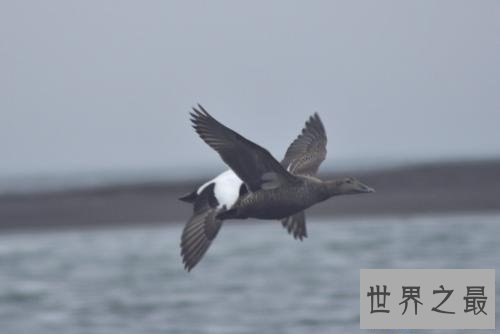 【图】不同于一般鸟类长着两对翅膀的四翼鸟