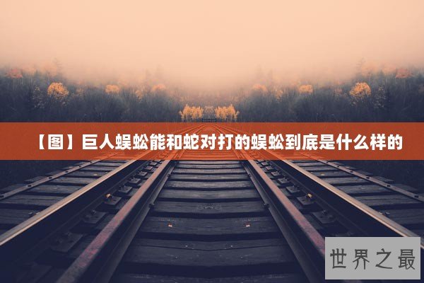 【图】巨人蜈蚣能和蛇对打的蜈蚣到底是什么样的