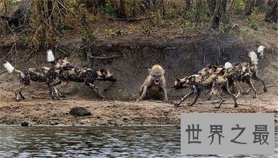 【图】非洲草原上的生死对头，非洲野狗VS鬣狗战况绝后