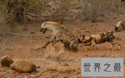 【图】非洲草原上的生死对头，非洲野狗VS鬣狗战况绝后