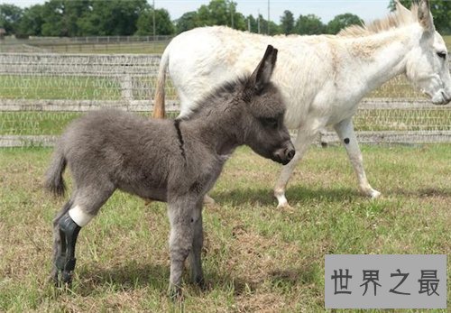 【图】迷你驴是什么萌宠 继草泥马之后又一新宠