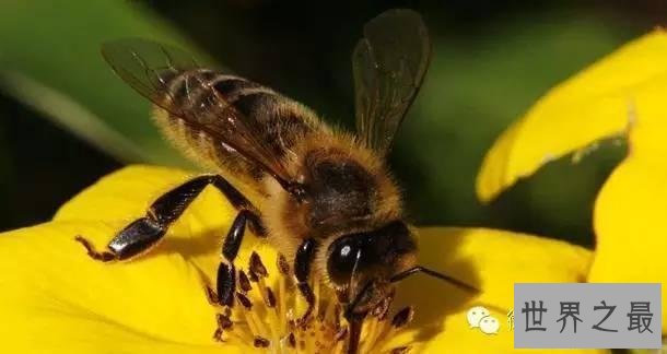 【图】世界上杀人最多动物排行，第一你绝对猜不到