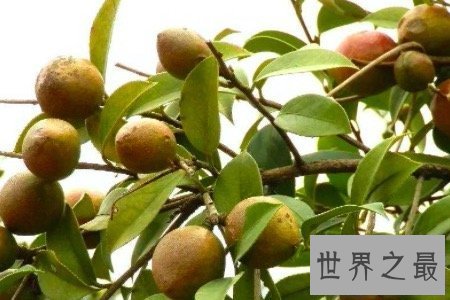 【图】油茶树所产的油茶籽油非常受欢迎 副作用也很大