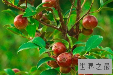 【图】油茶树所产的油茶籽油非常受欢迎 副作用也很大