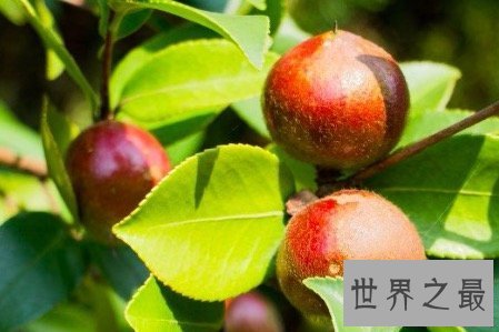 【图】油茶树所产的油茶籽油非常受欢迎 副作用也很大