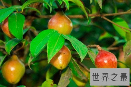 【图】油茶树所产的油茶籽油非常受欢迎 副作用也很大