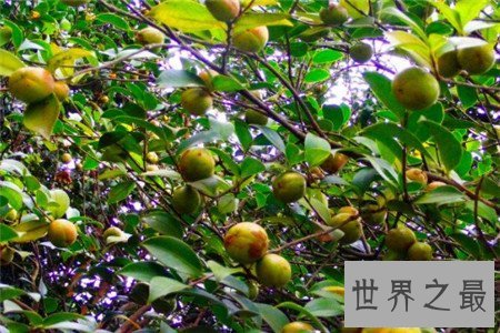 【图】油茶树所产的油茶籽油非常受欢迎 副作用也很大