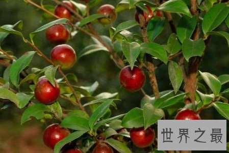 【图】油茶树所产的油茶籽油非常受欢迎 副作用也很大