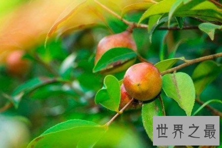 【图】油茶树所产的油茶籽油非常受欢迎 副作用也很大