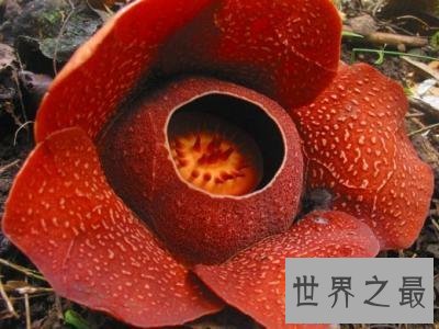 【图】世界上最大的花居然是一朵食人花 长成了这个熊