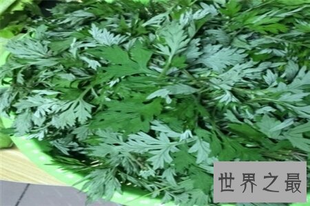 【图】陈艾是一味中药 那么陈艾的效用与作用是什么呢