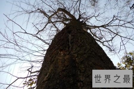 【图】最陈旧的树已经有九千多年的年龄里见证过世事