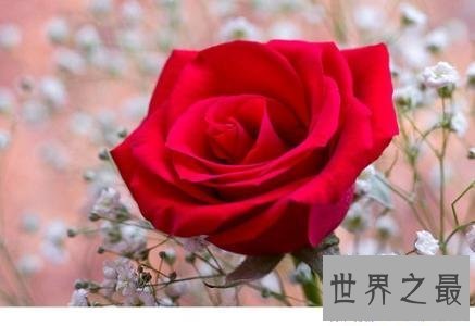 【图】心中最美的最美的花 这些花儿都有啥含义呢