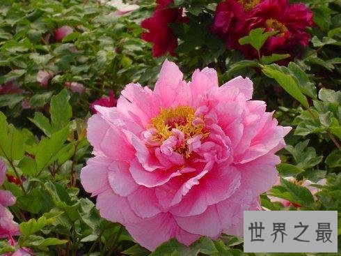 【图】心中最美的最美的花 这些花儿都有啥含义呢