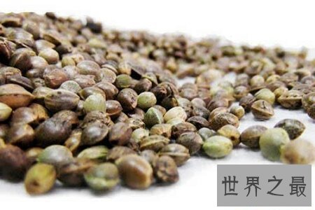 【图】火麻茶源于广西巴马 这种茶对于人们的身材瘦弱