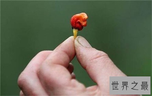 【图】最辣的辣椒龙息辣椒威力渺小 一种可能做麻醉剂