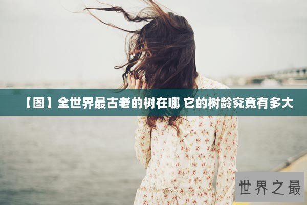 【图】全世界最古老的树在哪 它的树龄究竟有多大