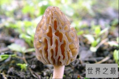 【图】嘴唇花长的像嘴唇的花，竟然有这些妙用