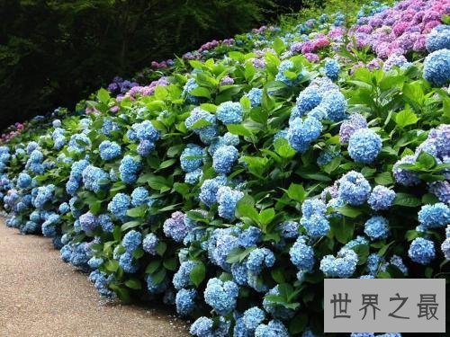 【图】绣球花有毒吗 家养绣花球需要注意什么