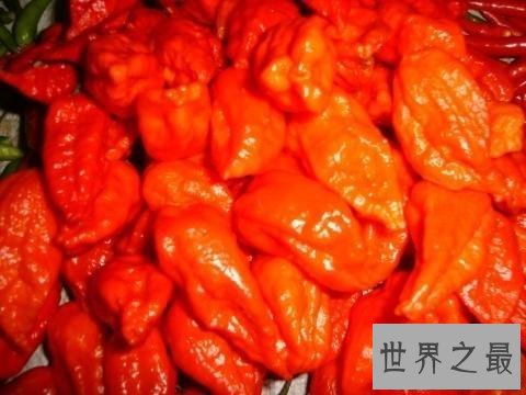 【图】世界上最辣的辣椒排名，卡罗来纳死神排名第一