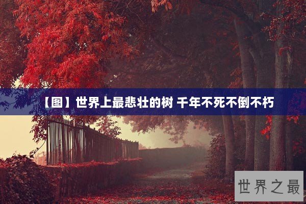 【图】世界上最悲壮的树 千年不死不倒不朽