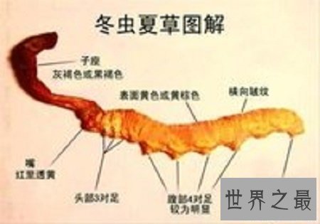 【图】虫草怎么吃对身体最有利最好吃呢