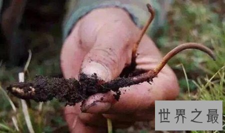 【图】虫草怎么吃对身体最有利最好吃呢