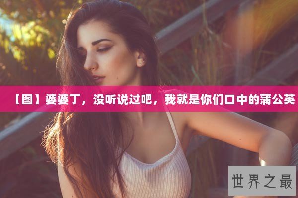 【图】婆婆丁，没听说过吧，我就是你们口中的蒲公英