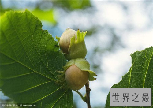 【图】榛子树生长习性介绍 它居然要三四年才结果