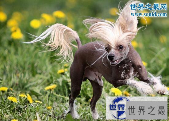 【图】中国最丑的狗，中国冠毛犬(身体没有毛的裸奔犬