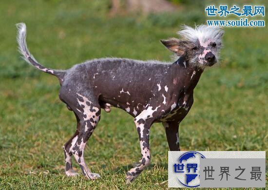 【图】中国最丑的狗，中国冠毛犬(身体没有毛的裸奔犬