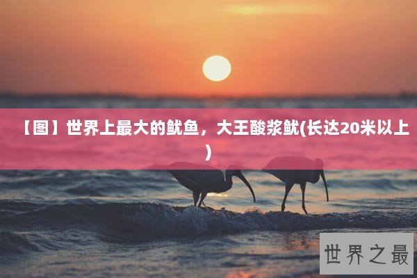 【图】世界上最大的鱿鱼，大王酸浆鱿(长达20米以上)