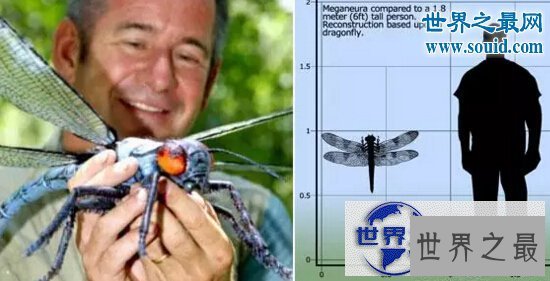 【图】史前最大的飞行昆虫，巨脉蜻蜓(空中霸主)